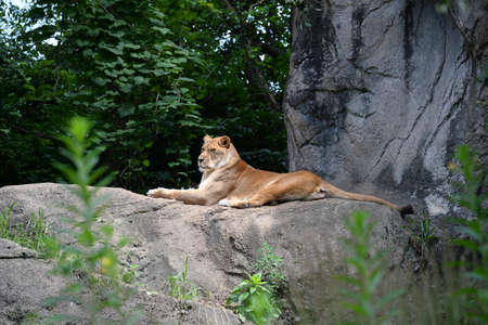 Lioness resting on rock outdoors