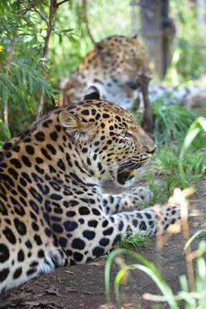 Amur leopards resting. These are some of the rarest cats in the world. Less than 40 remain in the wild, and 180 in zoon worldwide.の写真素材