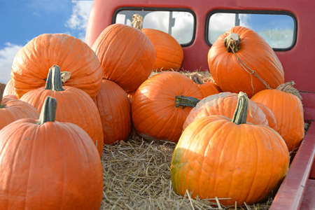 Pumpkins on back of vintage pickup truck