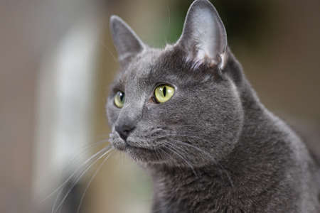 Portrait of young Korat cat looking intentlyの写真素材