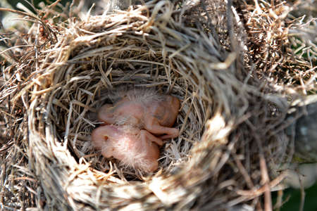 Newborn robin birds on nestの写真素材