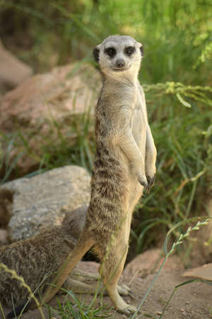 Meerkat on the lookout standing on hind legs