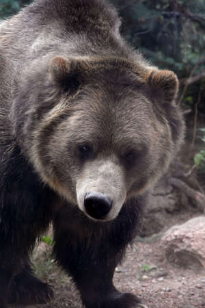 Grizzly bear walking outdoors over rugged terrain