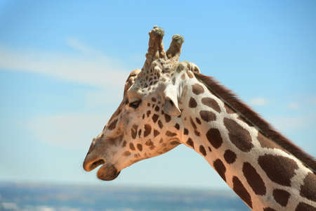 Head of giraffe outdoors over blue skyの写真素材