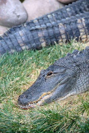 American alligator resting on grassy surfaceの写真素材