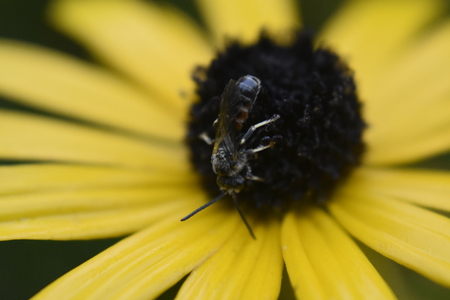 Insect on yellow flower