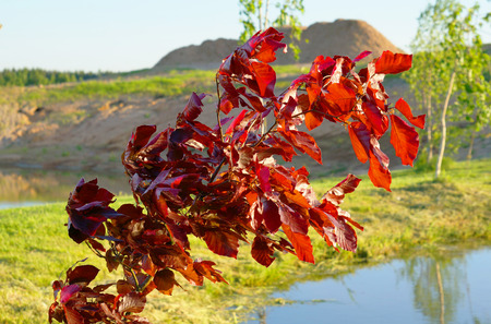 Red tree in japan garden. Outumn colorfull background .の写真素材