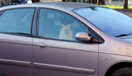 Beautiful pomeranian dog in car. waiting and closed. Alone.の写真素材