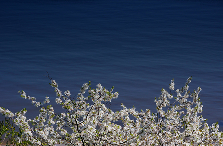 waterside cherry blossoms in the springtime. Water blue background. Spring.の写真素材