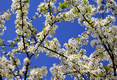 Beautiful and colorfull Cherry blossom, sakura with nice blue sky.の写真素材