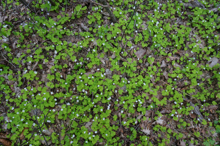 High detailed grass. Small flowers in spring. Grey ant green background.の写真素材