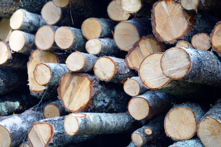 Firewood for the winter, stacks of firewood, pile of firewood.