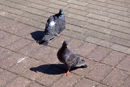Twoo pigeons walking on paving.の写真素材