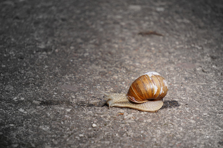 Snail closeup photoの写真素材
