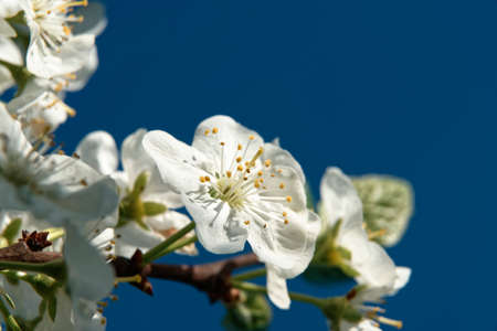 Plum flower tree in the garden