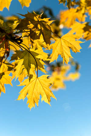 fresh maple leave