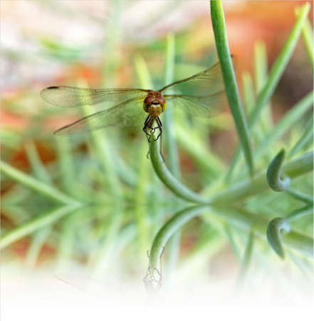 The close-up photography of a dragonfly on a green plant                        の写真素材