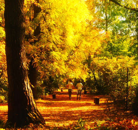   Autumn walk in a botanical garden, two young men playing with colorful leaves and show vitality                の写真素材