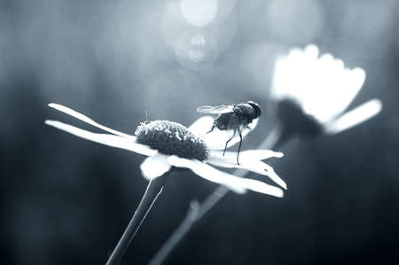A fly on a Daisy looks into the distance                      の写真素材