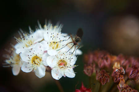 Macro close-up view of a mosquito on a blossoming blossom umbels In contrast, a withered blossom umbelsの写真素材