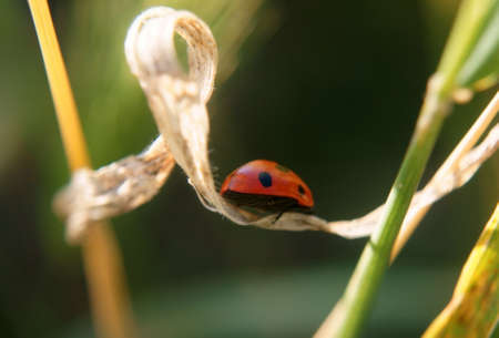 Close up view of a ladybug Coccinellidae, running on a dried reed leafの写真素材