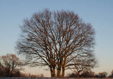The river Elbe in Wittenberg A tree on the dike in the fall looks like a fanの写真素材