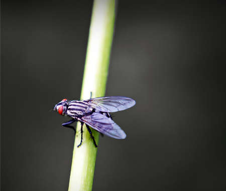 Macro shot of a fly that sits on a blade of grassの写真素材