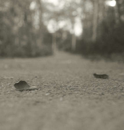 Dried oak leaves on the right trackの写真素材