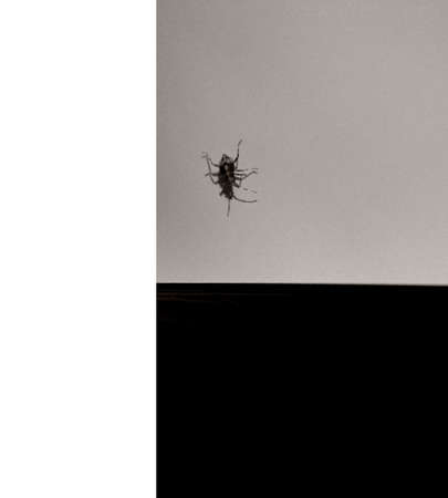 Plan view of a moving true bug insect larva is only about 2mm Theの写真素材