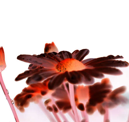 Red Flower Blossom surreal with water drops on a white backgroundの写真素材
