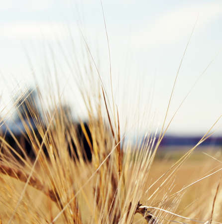 Close up of a photography cereal awn or ear of corn                        の写真素材