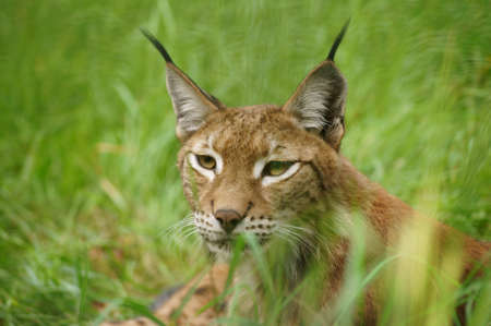 A lynx is sitting quietly in the grass, portrait, especially of the head                        の写真素材