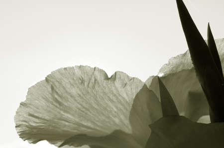 A Canna photograhed in backlit                        