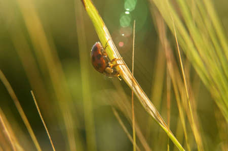 Close up view of a ladybug, Coccinellidae, running on a dried reed leaf  Backlight photography with...