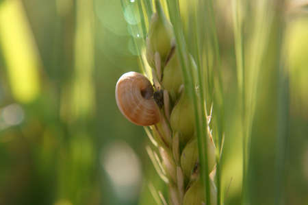       Close up of a snail, which sticks to a green ear of corn  Backlight Photography with lensflares             の写真素材