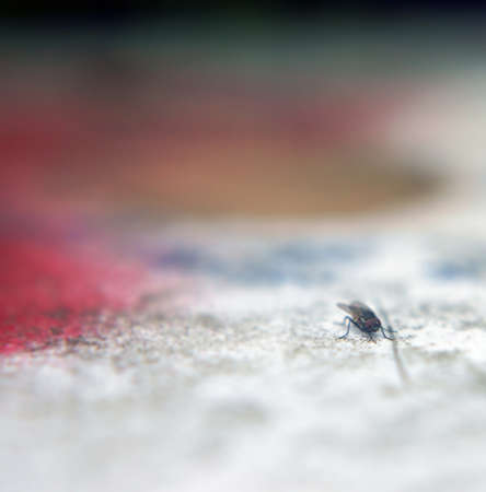 The macro close-up photography of a fly in front of a colorful plastic background                      の写真素材