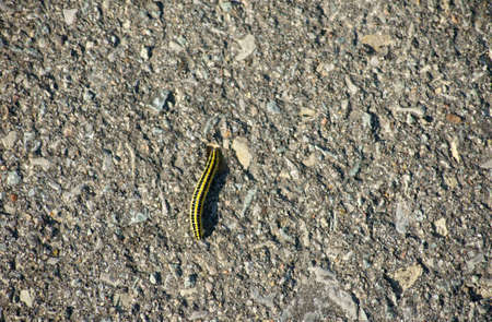 The photograph of a yellow-black striped caterpillar  Calophasia lunula  on a sidewalk                   の写真素材