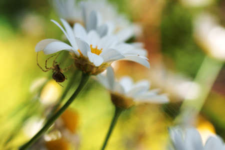 A spider that hangs on a daisy in closeup                        の写真素材