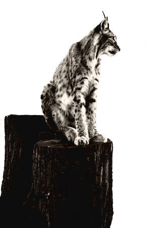 A lynx sits quietly on a tree trunk  The portrait has been released                     の写真素材