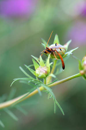 A parasitic wasp lurches over a flower bud                      