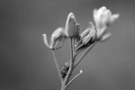 The photography of an umbel flowers behind which hides a beetle  monochrome                     の写真素材