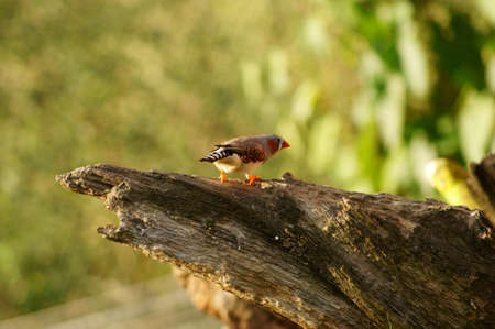 The photograph of a zebra finch sitting on a dried tree trunk                の写真素材