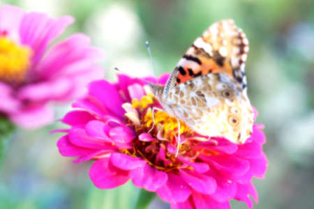 A butterfly   Lycaenidae  photographed on a field of flowers                     の写真素材