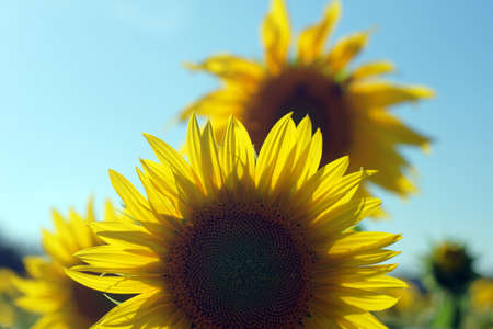 A sunflower field photographed in the daylight             の写真素材