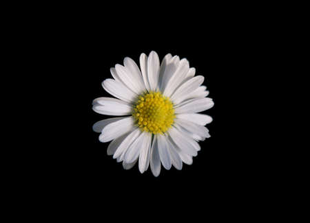 The top view of a daisy, which is isolated from the background の写真素材