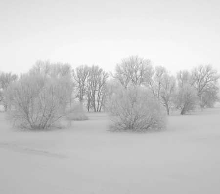 Bushes in the winter seem very sleepy by soft lighting  Snowed in meadows in the Elbe Valley a nature protection area の写真素材