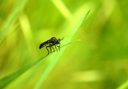 Macro shot of a black hawk fly on green grass                     の写真素材