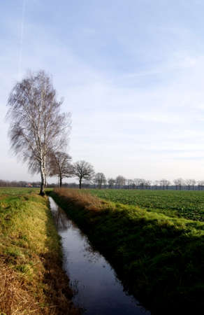 A series of birch trees along a moat in turbulent wind                   の写真素材