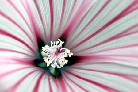 The macro close-up photography of the inside of a flower blossom                     の写真素材