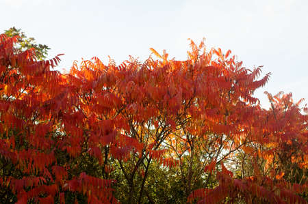 The photography of plants, trees and shrubs in the fall         の写真素材